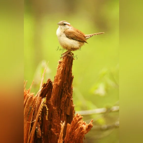 12x18 Original Nature Photography Of Wren On Tree Stump Photo Print - Picture 1 of 1